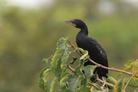 Kormoran skromny - Little Cormorant