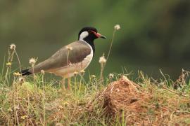 Czajka indyjska - Red-wattled Lapwing