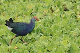 Modrzyk siwogłowy - Grey-headed Swamphen