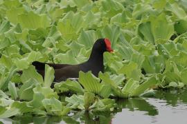 Kokoszka - Common Moorhen