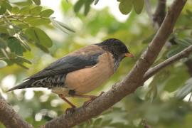 Pasterz - Rosy Starling