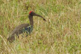 Ibis czarny - Red-naped Ibis