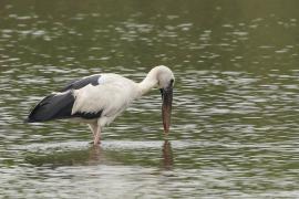 Kleszczak azjatycki - Asian Openbill