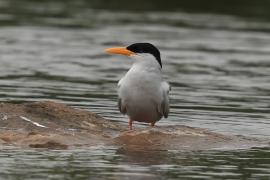 Rybitwa indyjska - River Tern