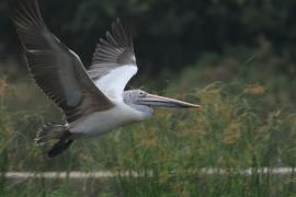 Pelikan indyjski - Spot-billed Pelican