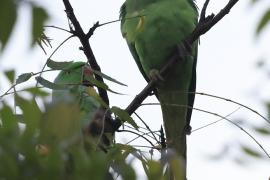 Aleksandretta obrożna - Rose-ringed Parakeet