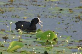 Łyska - Common Coot