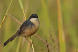 Prinia indyjska - Ashy Prinia