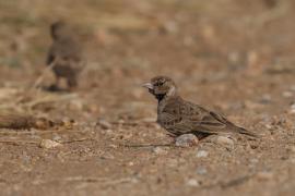 Pustynka szarawa - Ashy-crowned Sparrow Lark