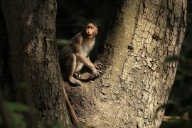 Makak czepkowy - Bonnet macaque