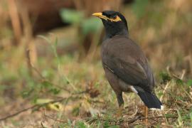 Majna brunatna - Common Myna