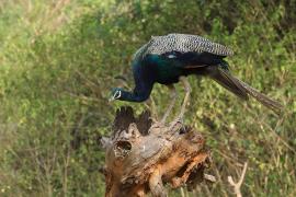 Paw indyjski - Indian Peafowl