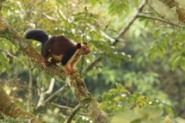 Wiewióra dekańska - Ratufa indica - Indian giant squirrel