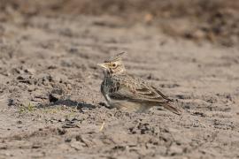 Skowronek - Eurasian Skylark