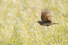 Skowronek - Eurasian Skylark