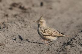 Skowronek - Eurasian Skylark