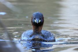 Perkozek - Little Grebe