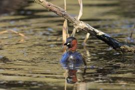 Perkozek - Little Grebe