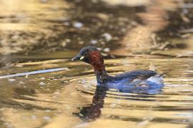 Perkozek - Little Grebe
