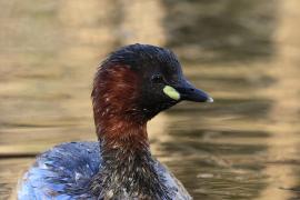 Perkozek - Little Grebe