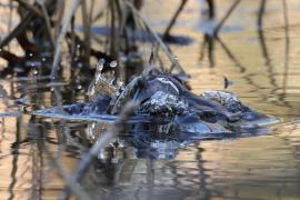 Perkozek - Little Grebe
