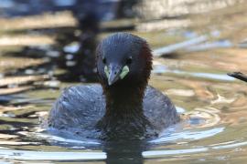 Perkozek - Little Grebe