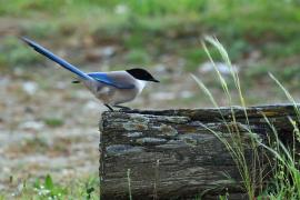 Sójka błękitna - Azure-winged Magpie