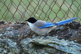Sójka błękitna - Azure-winged Magpie