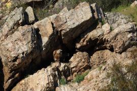 Sęp płowy - Griffon Vulture