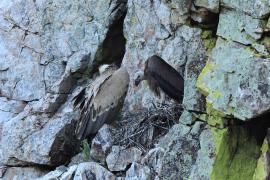 Sęp płowy - Griffon Vulture