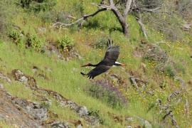 Bocian czarny - Black Stork