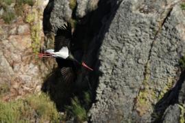 Bocian czarny - Black Stork