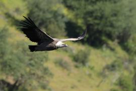 Sęp płowy - Griffon Vulture