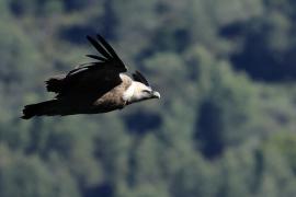 Sęp płowy - Griffon Vulture