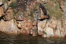 Sęp płowy - Griffon Vulture