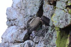 Sęp płowy - Griffon Vulture