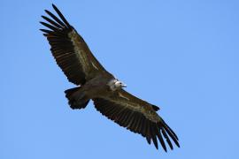 Sęp płowy - Griffon Vulture