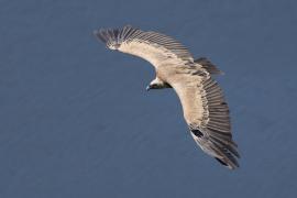 Sęp płowy - Griffon Vulture
