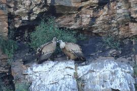 Sęp płowy - Griffon Vulture
