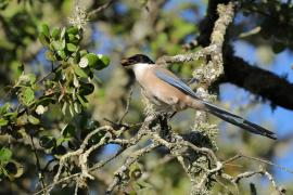 Sójka błękitna - Azure-winged Magpie