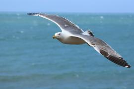 Mewa romańska - Yellow-legged Gull