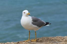 Mewa romańska - Yellow-legged Gull