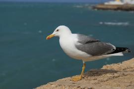 Mewa romańska - Yellow-legged Gull