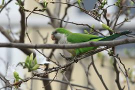 Mnicha - Monk Parakeet