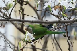 Mnicha - Monk Parakeet