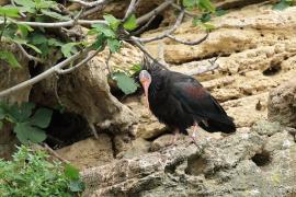 Ibis grzywiasty - Waldrapp