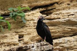Ibis grzywiasty - Waldrapp