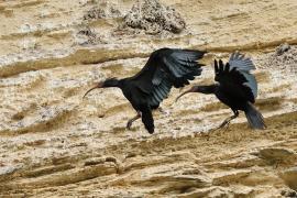 Ibis grzywiasty - Waldrapp