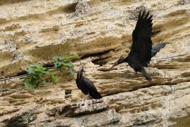 Ibis grzywiasty - Waldrapp