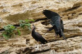 Ibis grzywiasty - Waldrapp